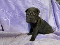 Rapunzel, a female Chinese Shar-Pei for sale in Wichita, KS – Photo 5 of 5