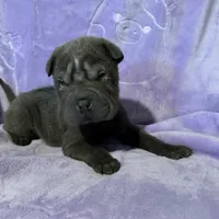 Rapunzel, a female Chinese Shar-Pei for sale in Wichita, KS – Photo 4 of 5