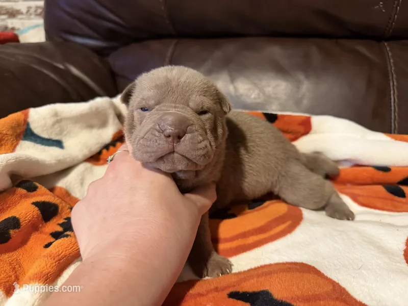 Sage  – Chinese Shar-Pei puppy for sale in Wichita, KS