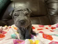 processed/e1177752-412e-4a31-9054-b130c42c11e0/listing/b805e827-22f3-40ef-9dc7-8b50076fa2a6/30634866-75c5-44dc-b634-d3d4299a6f36