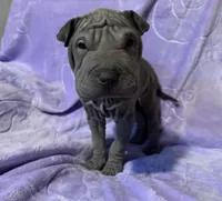 Cinderella, a female Chinese Shar-Pei for sale in Wichita, KS – Photo 5 of 5