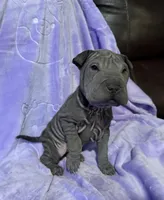 Cinderella, a female Chinese Shar-Pei for sale in Wichita, KS – Photo 3 of 5