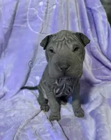 Cinderella, a female Chinese Shar-Pei for sale in Wichita, KS – Photo 2 of 5