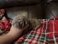 Parker, a male Chinese Shar-Pei for sale in Wichita, KS – 4 of 5