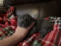 Natasha , a female Chinese Shar-Pei for sale in Wichita, KS – 2 of 5