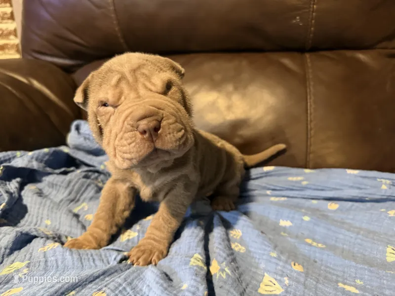 Forest – Chinese Shar-Pei puppy for sale in Wichita, KS