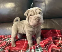 Hal, a male Chinese Shar-Pei for sale in Wichita, KS – 4 of 5