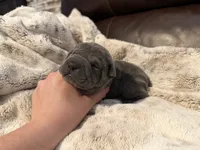 Gwen, a female Miniature Shar-Pei for sale in Wichita, KS – 2 of 4