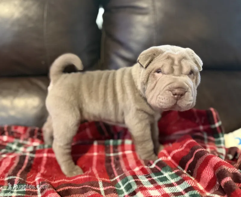 Hal – Chinese Shar-Pei puppy for sale in Wichita, KS
