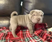 Hal, a male Chinese Shar-Pei for sale in Wichita, KS – 1 of 5