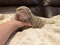 Peter, a male Chinese Shar-Pei for sale in Wichita, KS – 3 of 9