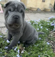 Mickey, a male Chinese Shar-Pei for sale in Wichita, KS – Photo 1 of 6