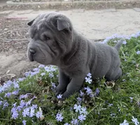 Mickey, a male Chinese Shar-Pei for sale in Wichita, KS – Photo 6 of 6