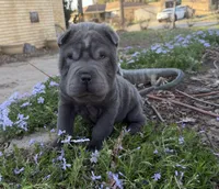 Mickey, a male Chinese Shar-Pei for sale in Wichita, KS – Photo 2 of 6