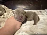 Sage, a female Miniature Shar-Pei for sale in Wichita, KS – 2 of 2