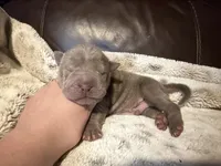 Pistachio, a male Miniature Shar-Pei for sale in Wichita, KS – 1 of 2