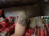 Pepper, a female Chinese Shar-Pei for sale in Wichita, KS – 4 of 5