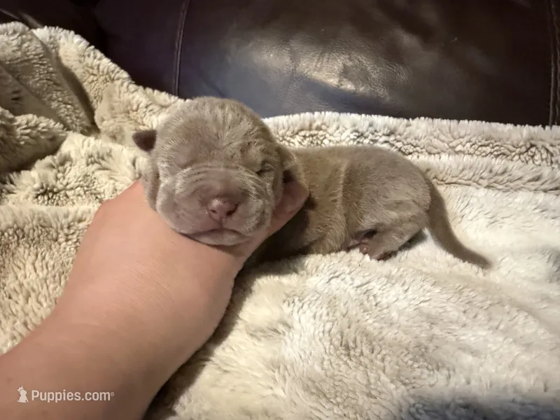 Olive – Chinese Shar-Pei puppy for sale in Wichita, KS