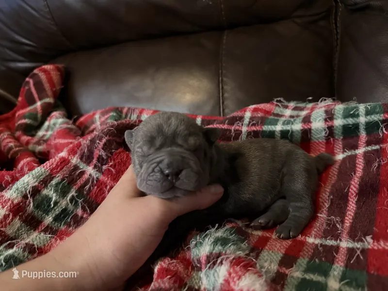 Marvel – Chinese Shar-Pei puppy for sale in Wichita, KS
