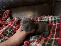 Marvel, a male Chinese Shar-Pei for sale in Wichita, KS – 1 of 5