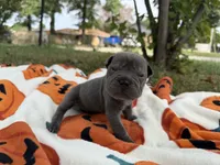 Marvel, a male Miniature Shar-Pei for sale in Wichita, KS – 1 of 10