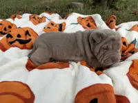 Pepper, a female Miniature Shar-Pei for sale in Wichita, KS – 3 of 6