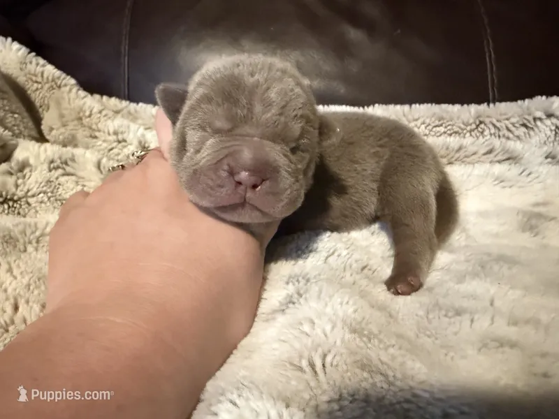Sage – Miniature Shar-Pei puppy for sale in Wichita, KS