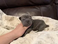Marvel, a male Miniature Shar-Pei for sale in Wichita, KS – 9 of 10