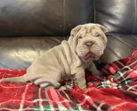 Diana, a female Chinese Shar-Pei for sale in Wichita, KS – 4 of 5