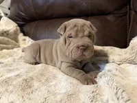 Pepper, a female Chinese Shar-Pei for sale in Wichita, KS – 3 of 10
