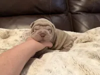 Peter, a male Chinese Shar-Pei for sale in Wichita, KS – 2 of 9