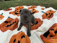 Marvel, a male Miniature Shar-Pei for sale in Wichita, KS – 5 of 10