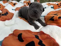 Marvel, a male Miniature Shar-Pei for sale in Wichita, KS – 3 of 10
