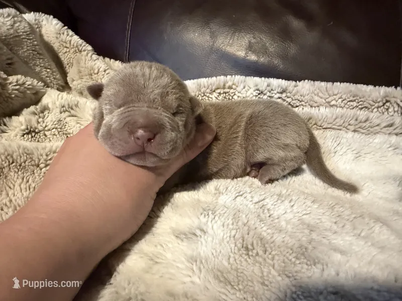 Olive – Miniature Shar-Pei puppy for sale in Wichita, KS