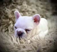 Sparkle , a female French Bulldog for sale in Forest, VA – 3 of 10