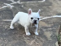 Sparkle , a female French Bulldog for sale in Forest, VA – 7 of 10