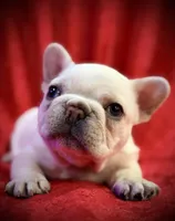 Sparkle , a female French Bulldog for sale in Forest, VA – 6 of 10