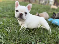 Sparkle , a female French Bulldog for sale in Forest, VA – 8 of 10