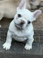 Sparkle , a female French Bulldog for sale in Forest, VA – 10 of 10