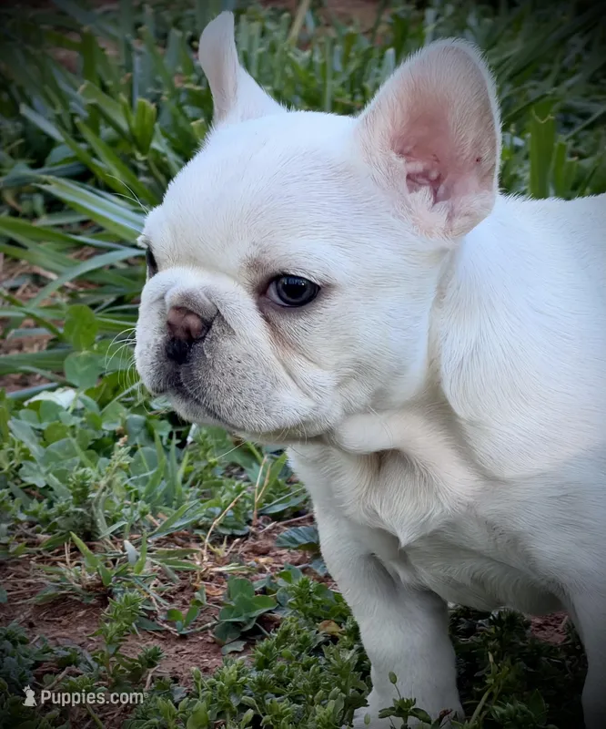 Sparkle  – French Bulldog puppy for sale in Forest, VA