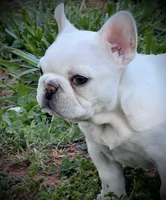 Sparkle , a female French Bulldog for sale in Forest, VA – 1 of 10