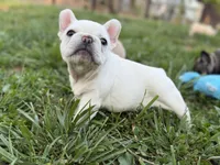 Sparkle , a female French Bulldog for sale in Forest, VA – 9 of 10