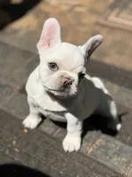 Sparkle , a female French Bulldog for sale in Forest, VA – 2 of 10