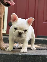 Sparkle , a female French Bulldog for sale in Forest, VA – 4 of 10