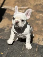 Sparkle , a female French Bulldog for sale in Forest, VA – 5 of 10