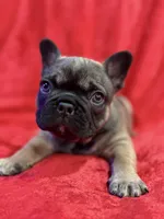 Mr Beans, a male French Bulldog for sale in Forest, VA – 7 of 9