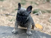 Mr Beans, a male French Bulldog for sale in Forest, VA – 2 of 9
