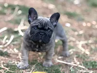 Mr Beans, a male French Bulldog for sale in Forest, VA – 6 of 9
