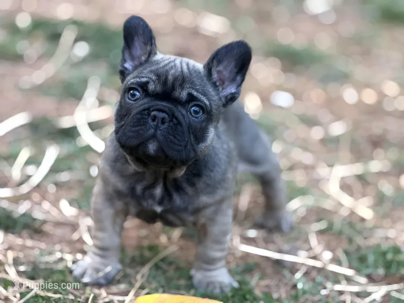 Mr Beans – French Bulldog puppy for sale in Forest, VA