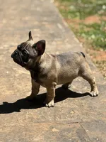 Mr Beans, a male French Bulldog for sale in Forest, VA – 5 of 9